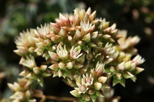 Succulent In Flower